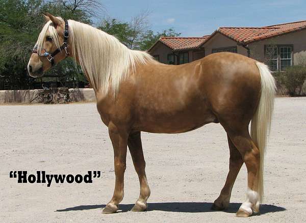 hollywood-quarter-pony