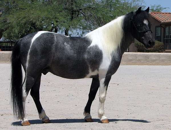 feature-quarter-pony