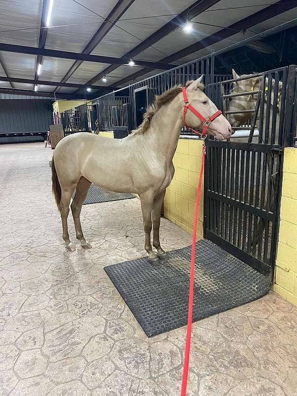 perlino-andalusian-horse