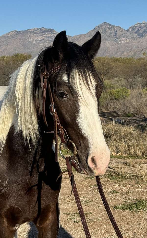 natura-gypsy-vanner-horse