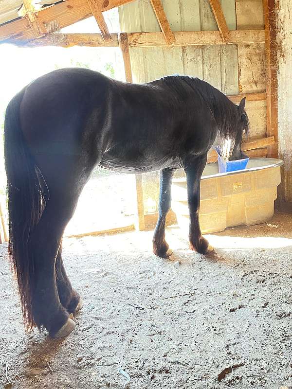 black-friesian-stallion