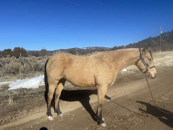 buckskin-right-hind-cornet-horse