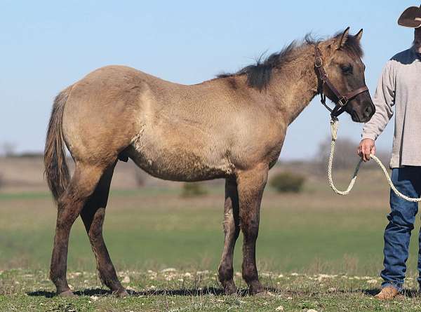 carlton-quarter-horse