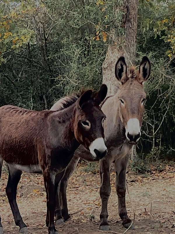 donkey-mare