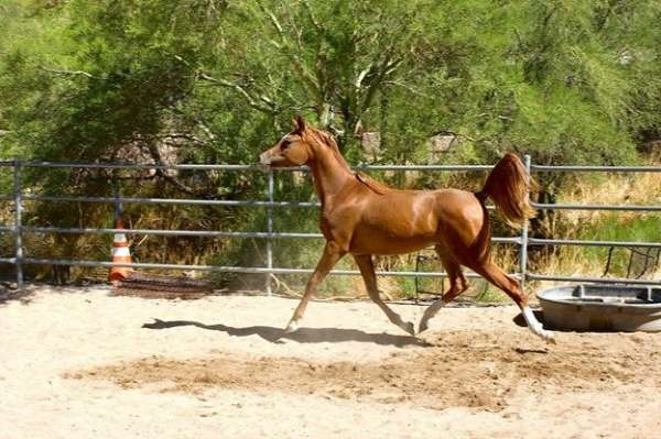 catches-arabian-horse