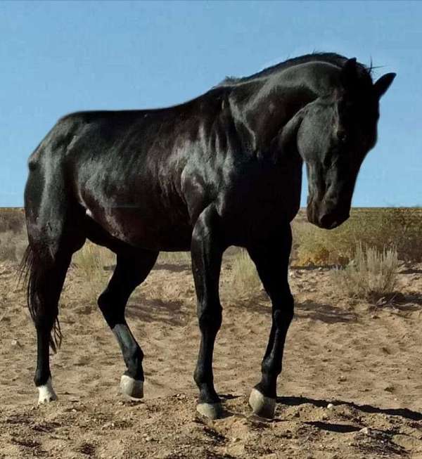 black-star-stocking-horse