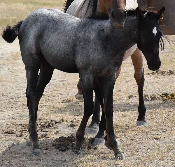 calf-horse-filly