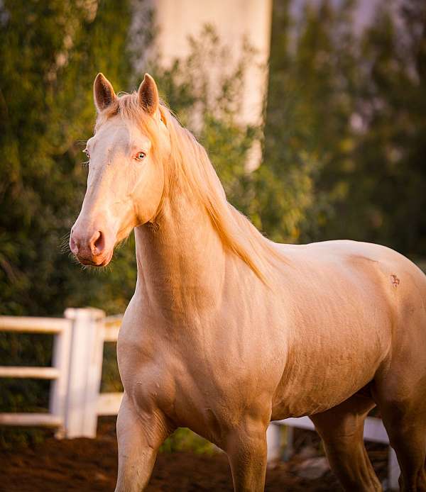 perlino-all-around-dressage-horse