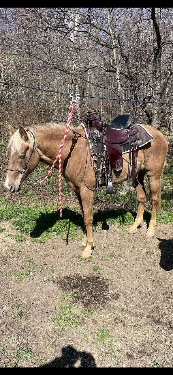 all-around-rocky-mountain-horse