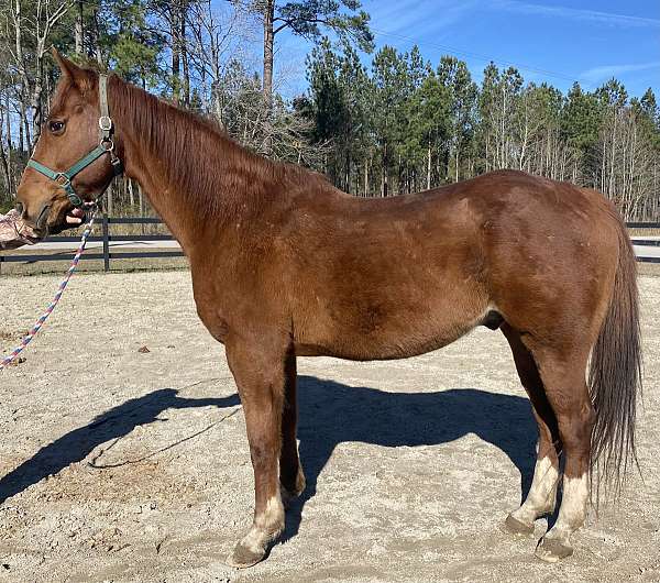 chestnut-quarter-horse-gelding