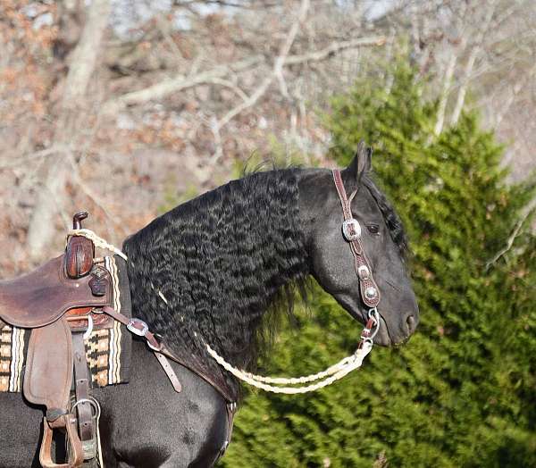 parade-friesian-horse