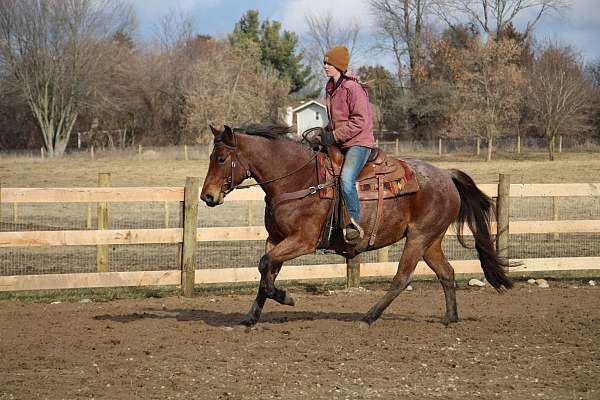 great-conformation-warmblood-horse