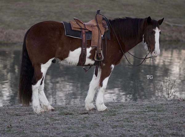 pinto-clydesdale-for-sale