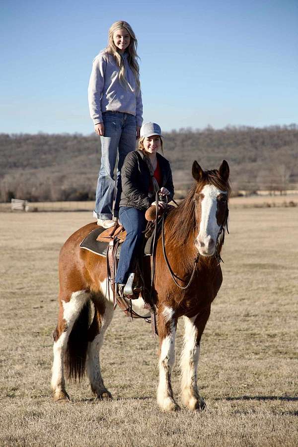 companion-clydesdale-horse
