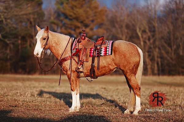 parade-tennessee-walking-horse