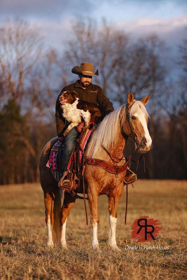 ranch-work-tennessee-walking-horse