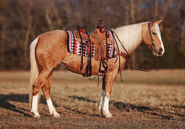 palomino-athletic-horse