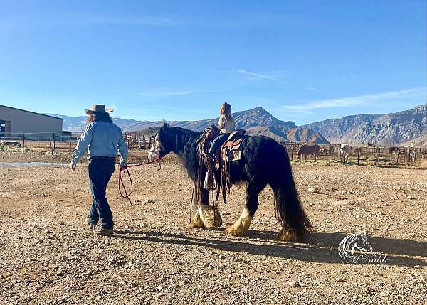 ranch-work-gypsy-vanner-horse