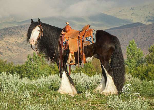 working-cow-gypsy-vanner-horse