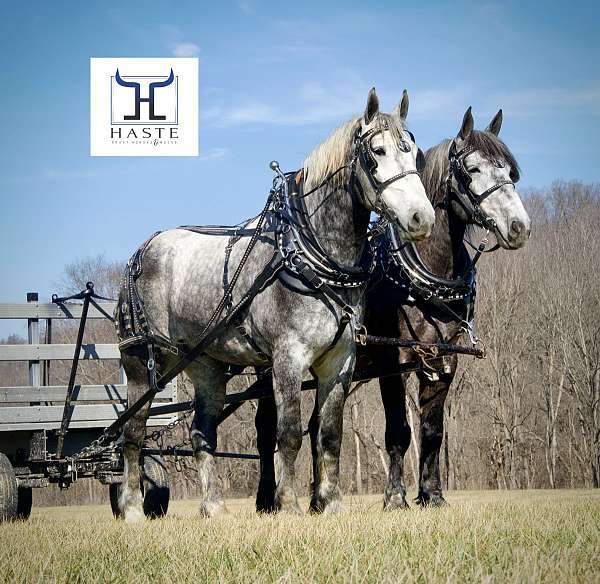 horsesforsale-drafthorses-geldingforsale-percheronhorses-horseteam-greyhorse-exceptionalhorshorsepow