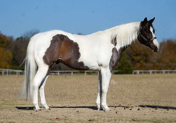 flashy-paint-horse