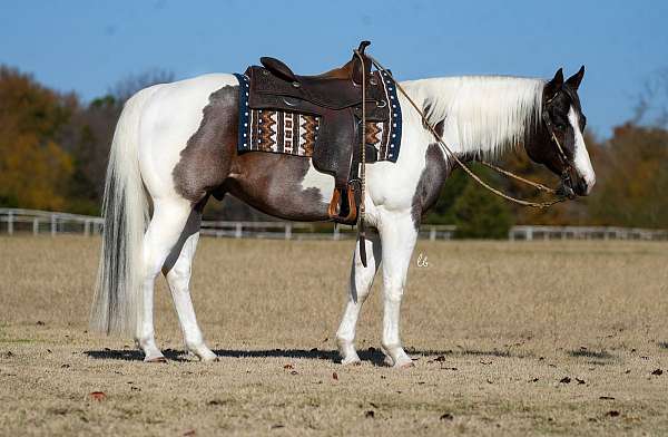 ranch-paint-horse