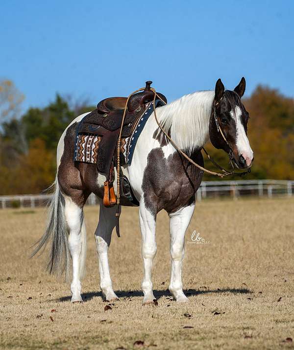 ranch-versatility-paint-horse
