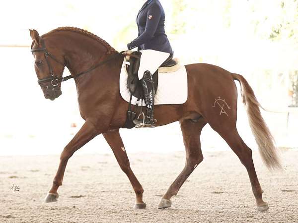 basic-level-andalusian-horse