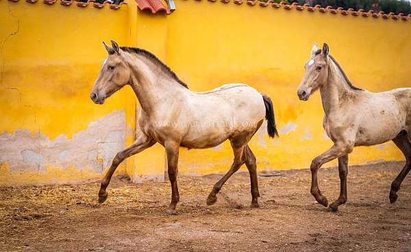 spanish-sporthorse-andalusian-horse