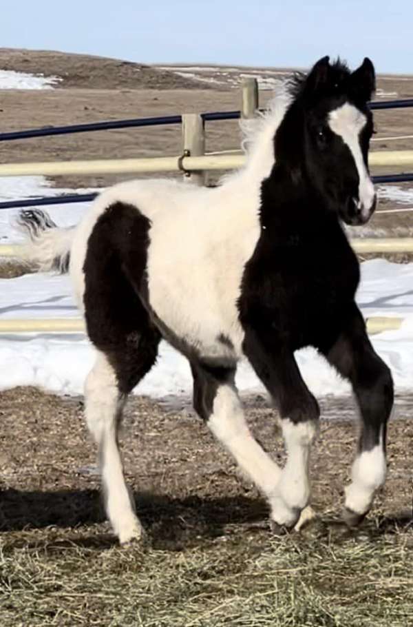 classical-gypsy-vanner-horse