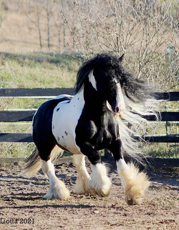 eventing-gypsy-vanner-horse
