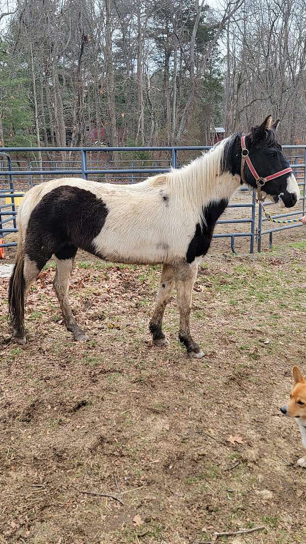 black-white-paint-pony-filly-mare