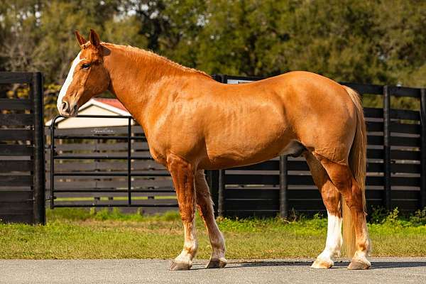 chip-tennessee-walking-horse