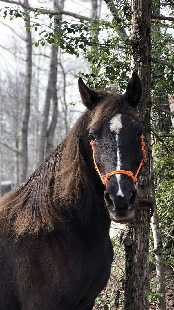 chocolate-quarter-horse-rocky-mountain-for-sale