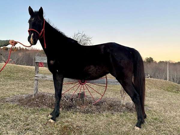 gentle-filly-tennessee-walking-horse
