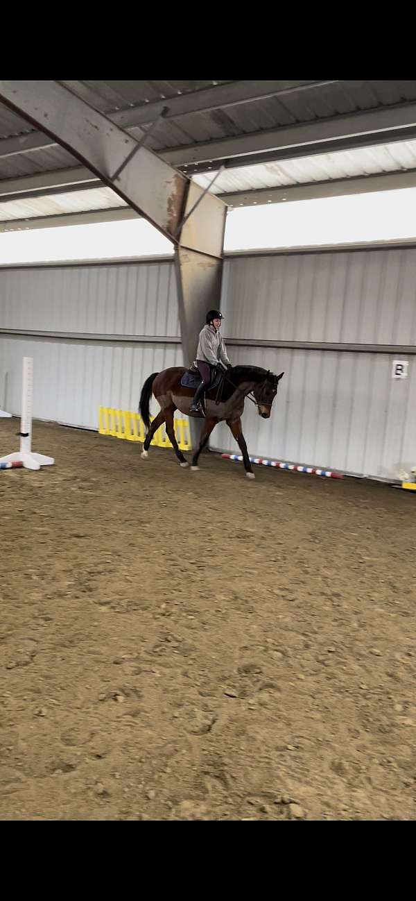 dressage-lesson-thoroughbred-horse