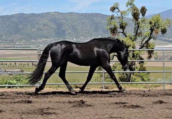 pasture-breeding-andalusian-horse