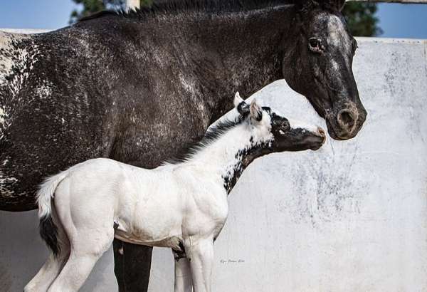 color-genetics-appaloosa-horse