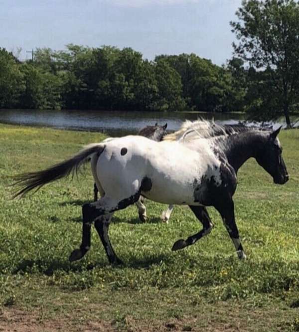 quick-footed-appaloosa-horse