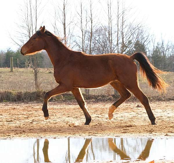 dressage-jumper-oldenburg-horse