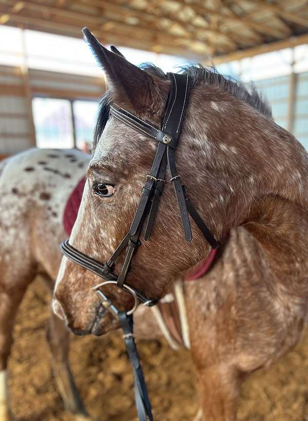 cross-started-under-saddle-appaloosa-horse