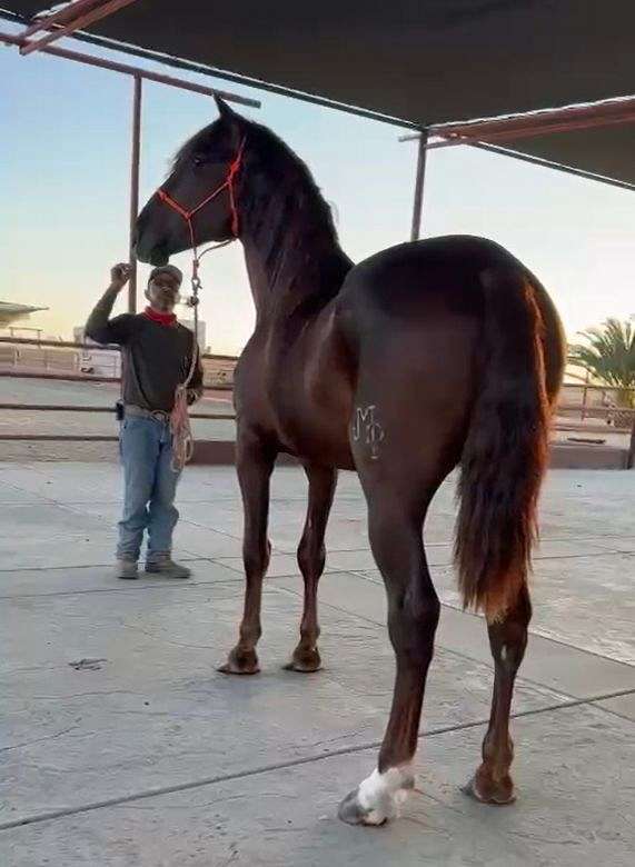 sorrel-andalusian-horse