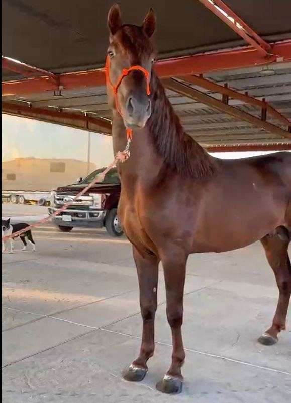 flaxen-andalusian-horse