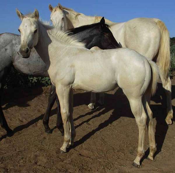 palomino-no-white-horse