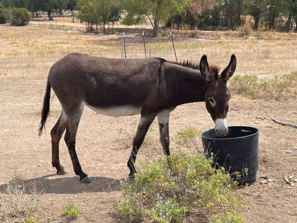 county-donkey