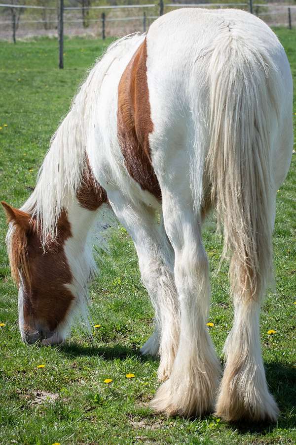 gelding-sorrel-gypsy-vanner-horse