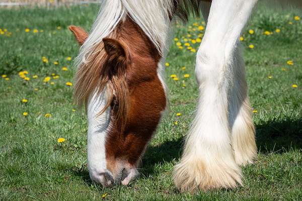 gelding-sorrel-horse