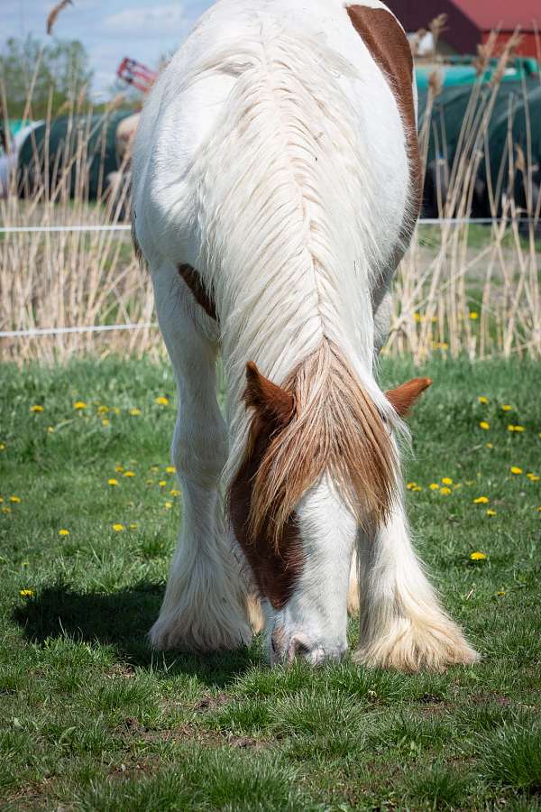 gelding-sorrel