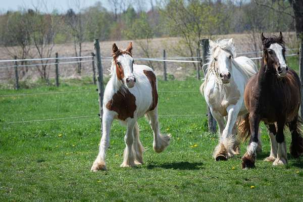 sorrel-tobiano-gypsy-vanner-horse