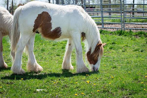 tobiano-horse